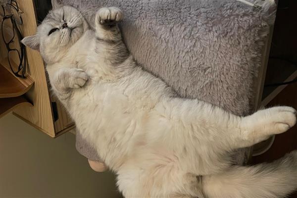 猫咪的寄养方法，常见以下6种方式