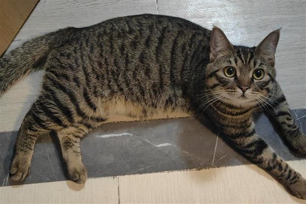 猫咪的寄养方法，常见以下6种方式