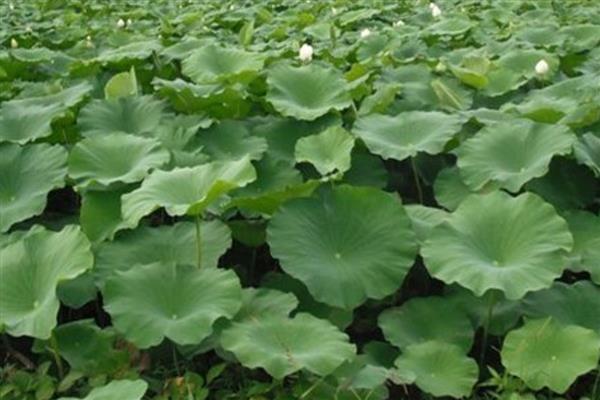 水缸种藕过冬方法，放在室内有阳光的地方养护