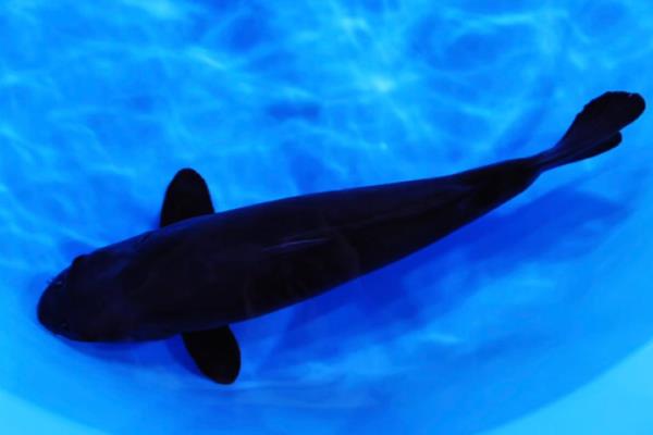 锦鲤有没有黑色的，黑色锦鲤被称为乌鲤