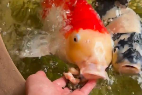 锦鲤有没有黑色的，黑色锦鲤被称为乌鲤