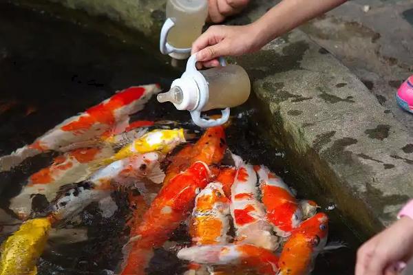 锦鲤有没有黑色的，黑色锦鲤被称为乌鲤