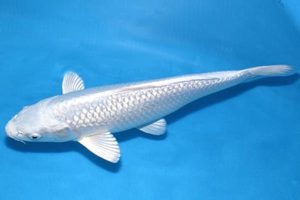 锦鲤有没有黑色的，黑色锦鲤被称为乌鲤