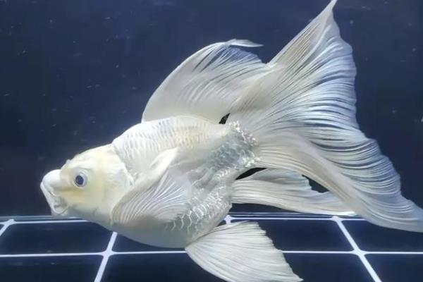 锦鲤有没有黑色的，黑色锦鲤被称为乌鲤