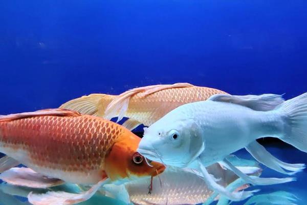 锦鲤有没有黑色的，黑色锦鲤被称为乌鲤