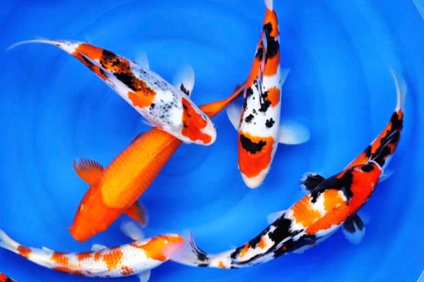 锦鲤有没有黑色的，黑色锦鲤被称为乌鲤