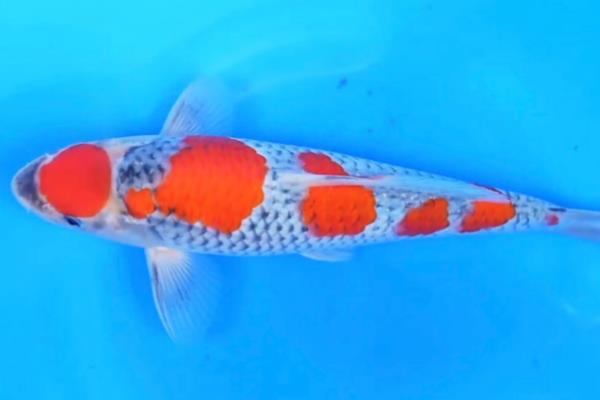 锦鲤有没有黑色的，黑色锦鲤被称为乌鲤