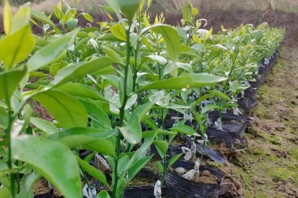橙子幼树的管理技术,每株要施入充足的肥料