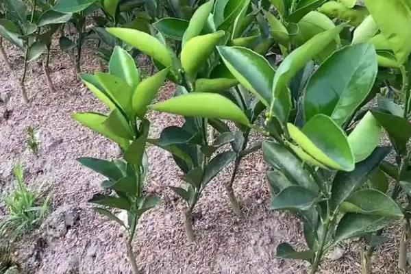 橙子幼树的管理技术,每株要施入充足的肥料