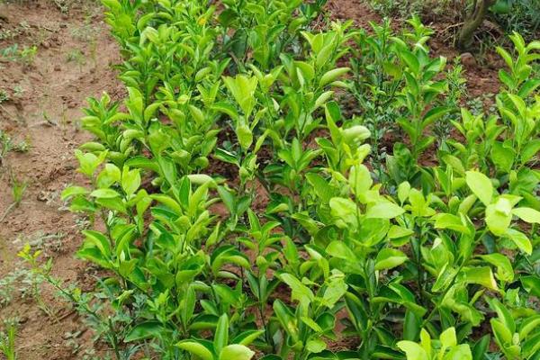 橙子幼树的管理技术,每株要施入充足的肥料