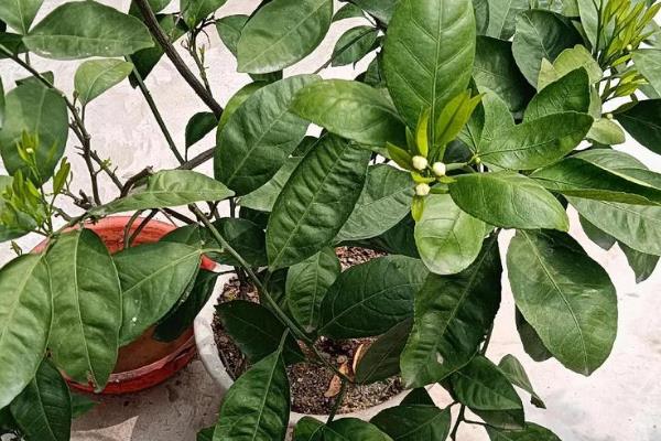 橙子幼树的管理技术,每株要施入充足的肥料