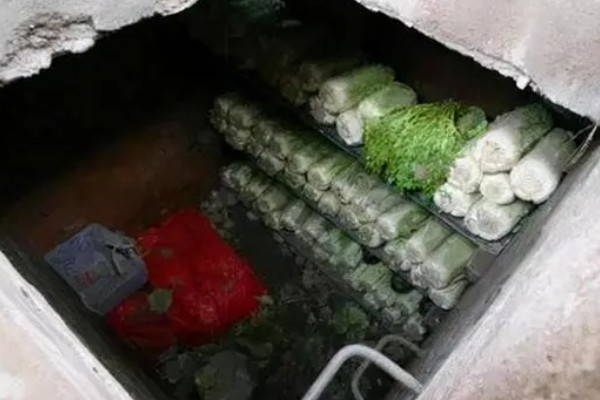 香菜怎么贮藏，可采取冻藏法、窖藏法、气调冷藏法