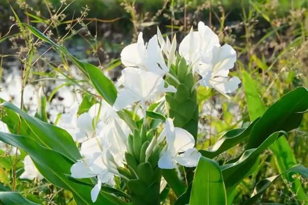 野姜花的花语是什么,寓意孤独、信赖等