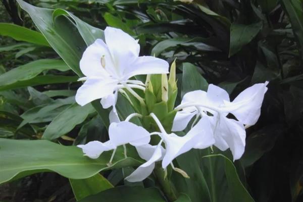野姜花的花语是什么,寓意孤独、信赖等