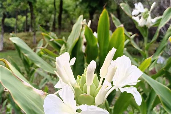 野姜花的花语是什么,寓意孤独、信赖等
