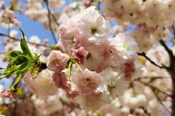 晚樱有什么品种,包括郁金樱、松月樱、关山樱、普贤象