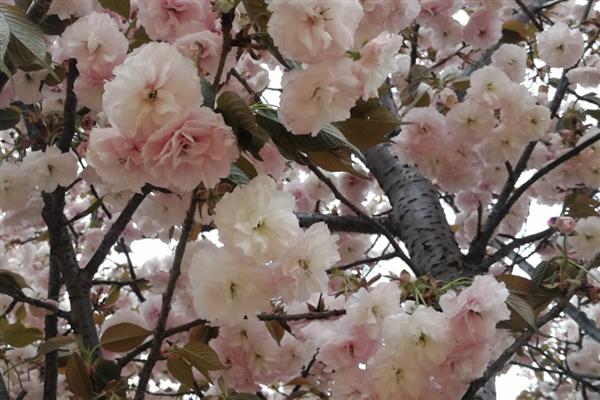 晚樱有什么品种,包括郁金樱、松月樱、关山樱、普贤象