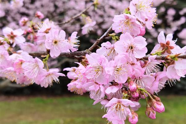 晚樱有什么品种,包括郁金樱、松月樱、关山樱、普贤象