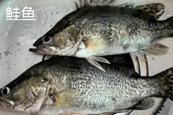 鲑鱼的品种,有粉鲑、银鲑等