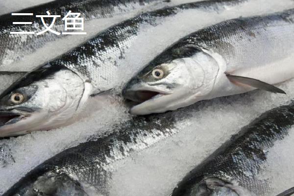 鲑鱼的品种,有粉鲑、银鲑等