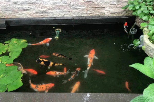 锦鲤冬天怎么过冬，要定期对鱼池进行消毒