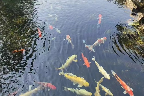 锦鲤冬天怎么过冬，要定期对鱼池进行消毒