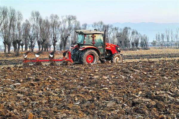 重楼的种植技术，确保行间距30-35厘米的距离