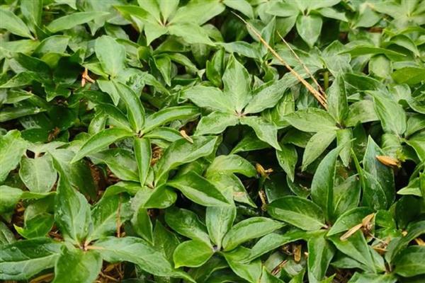 重楼的种植技术，确保行间距30-35厘米的距离