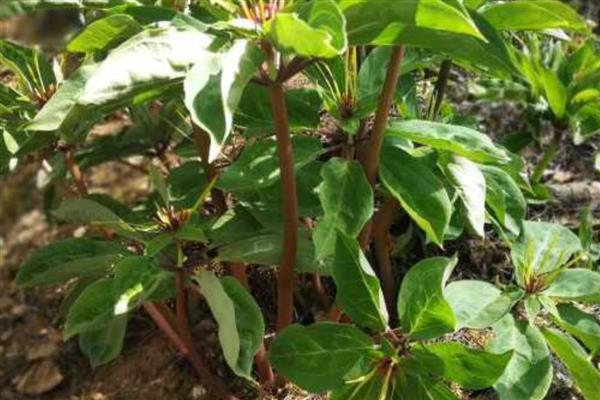 重楼的种植技术，确保行间距30-35厘米的距离