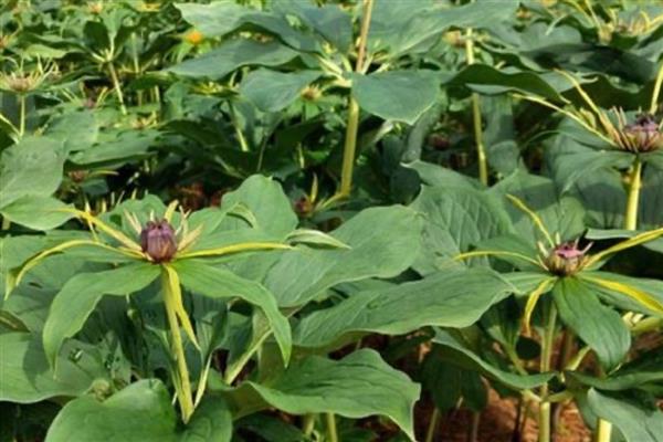 重楼的种植技术，确保行间距30-35厘米的距离