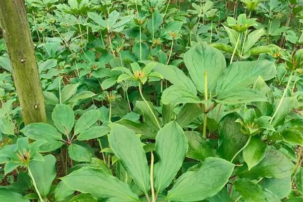 重楼的种植技术，确保行间距30-35厘米的距离