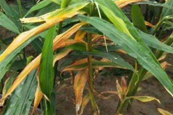 生姜茎基腐病传播途径,以菌丝体潜伏在病残体上
