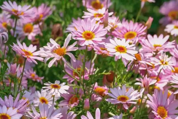 四季菊花的品种,常见的有艳黄菊、红心菊等