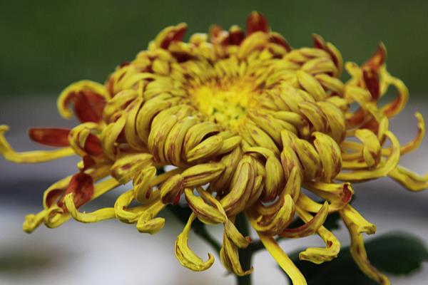 四季菊花的品种,常见的有艳黄菊、红心菊等