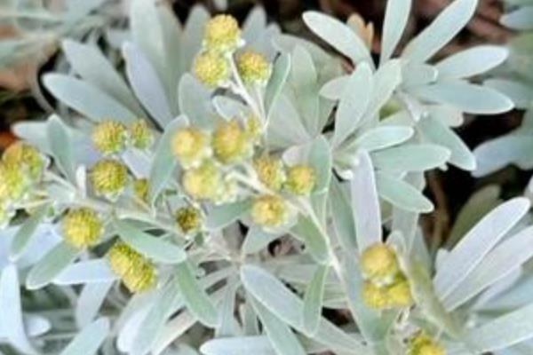 四季菊花的品种,常见的有艳黄菊、红心菊等