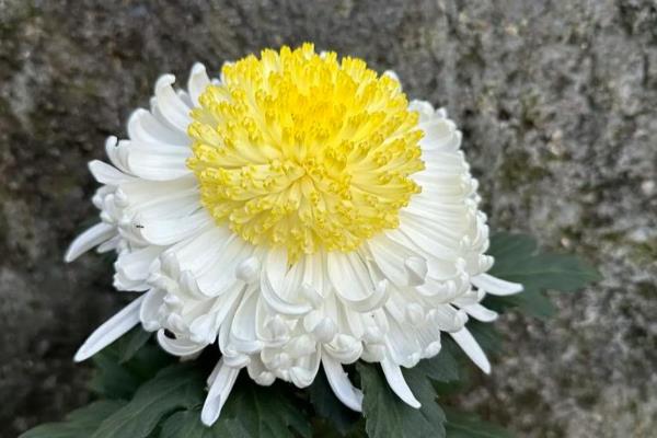 四季菊花的品种,常见的有艳黄菊、红心菊等
