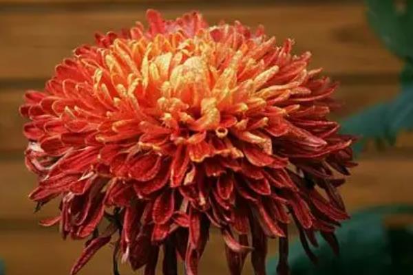 四季菊花的品种,常见的有艳黄菊、红心菊等