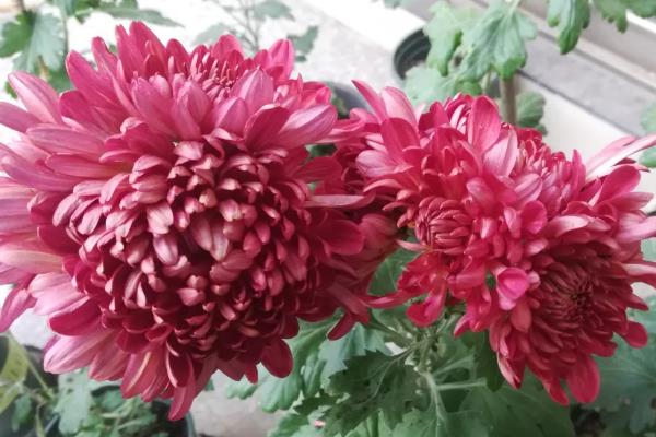 四季菊花的品种,常见的有艳黄菊、红心菊等
