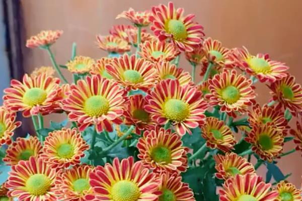 四季菊花的品种,常见的有艳黄菊、红心菊等