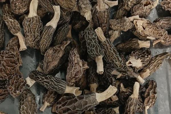 羊肚菌是不是越小越贵，价格会受到产量、市场等因素的影响
