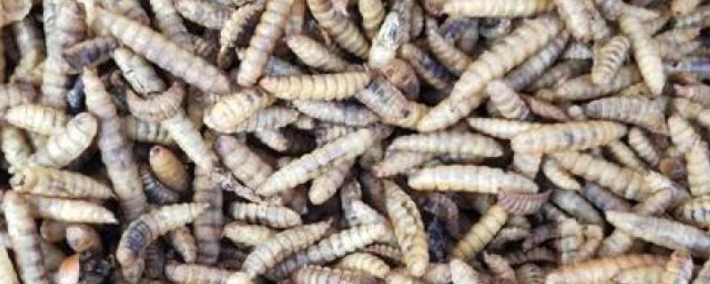 黑水虻是什么，是一种腐生性水虻科昆虫