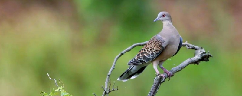 斑鸠的种类，有欧斑鸠、山斑鸠等