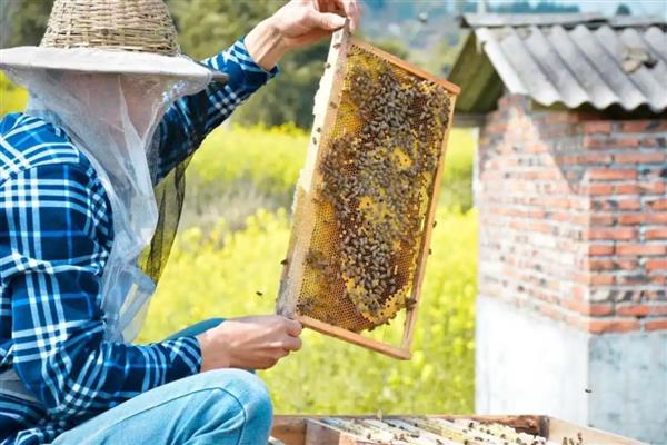 秋季蜂群的管理要点，核心工作是秋繁