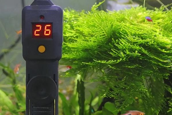 鱼眼睛凸起来的原因,通常是生病了