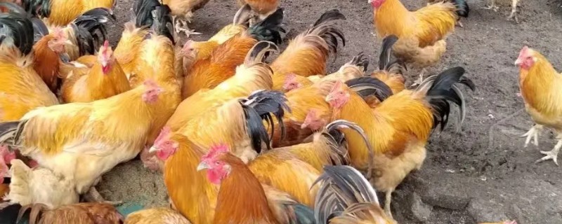 鸡场淘汰的下蛋鸡能吃吗，健康无病的情况下可以吃