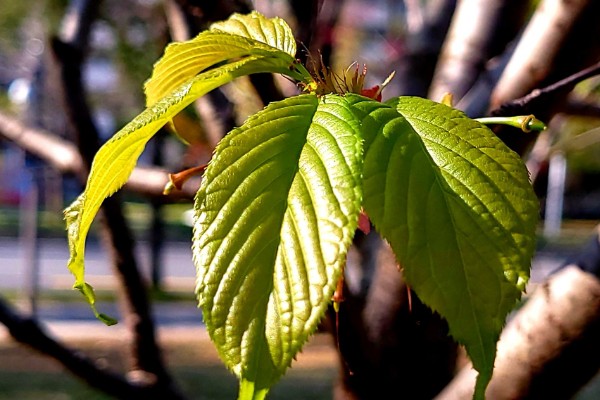 樱花的叶子形状，呈倒卵状椭圆形