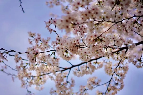 樱花的叶子形状，呈倒卵状椭圆形