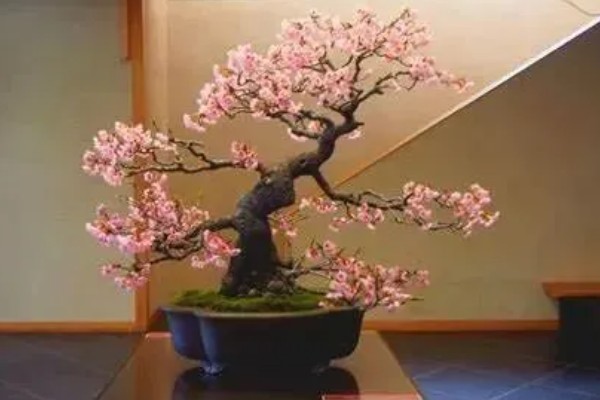 樱花的叶子形状，呈倒卵状椭圆形