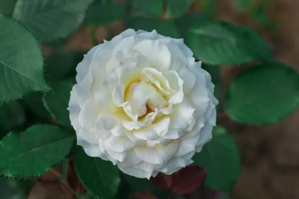 月季花有什么花语，代表尊敬崇高、初恋等含义