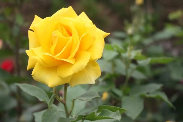 月季花有什么花语，代表尊敬崇高、初恋等含义